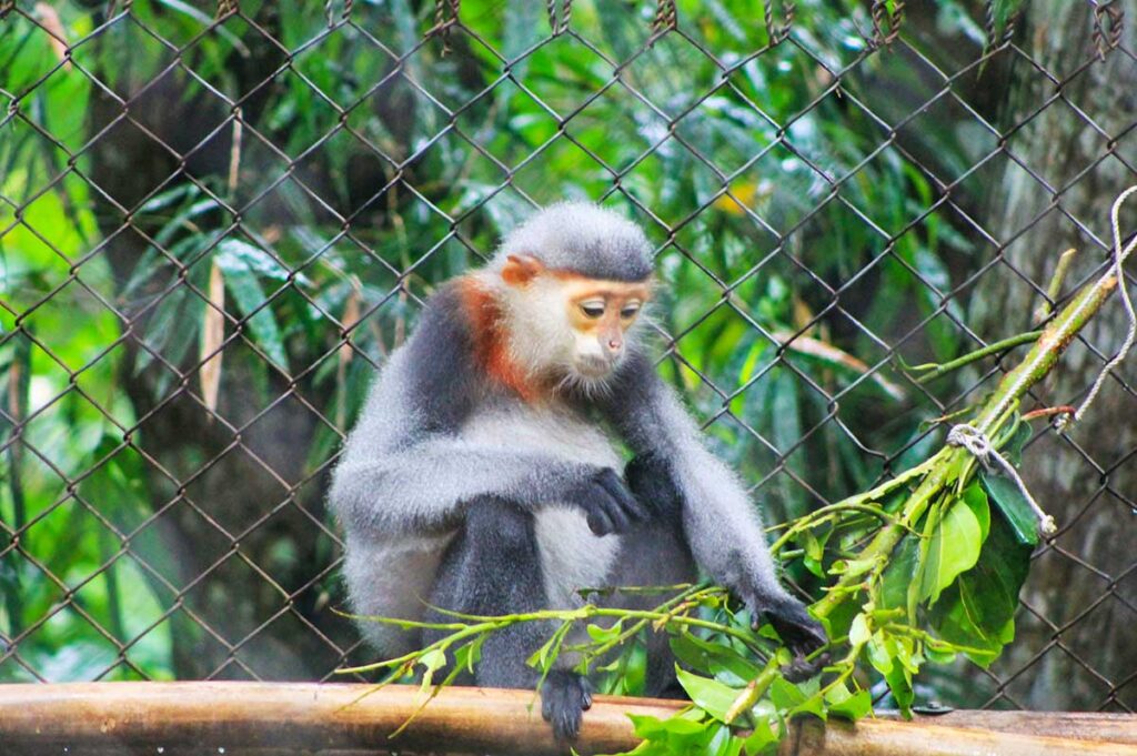 Ein Affe im Endangered Primate Rescue Centre im Cuc Phuong Nationalpark