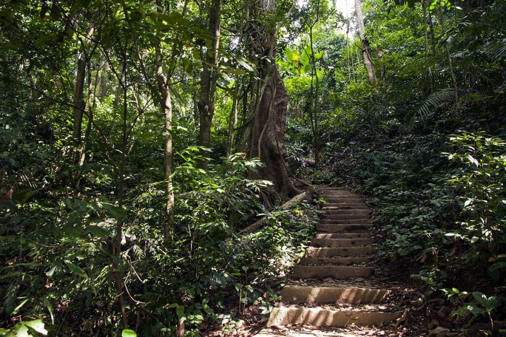 Dschungelpfad durch den Cuc Phuong Nationalpark