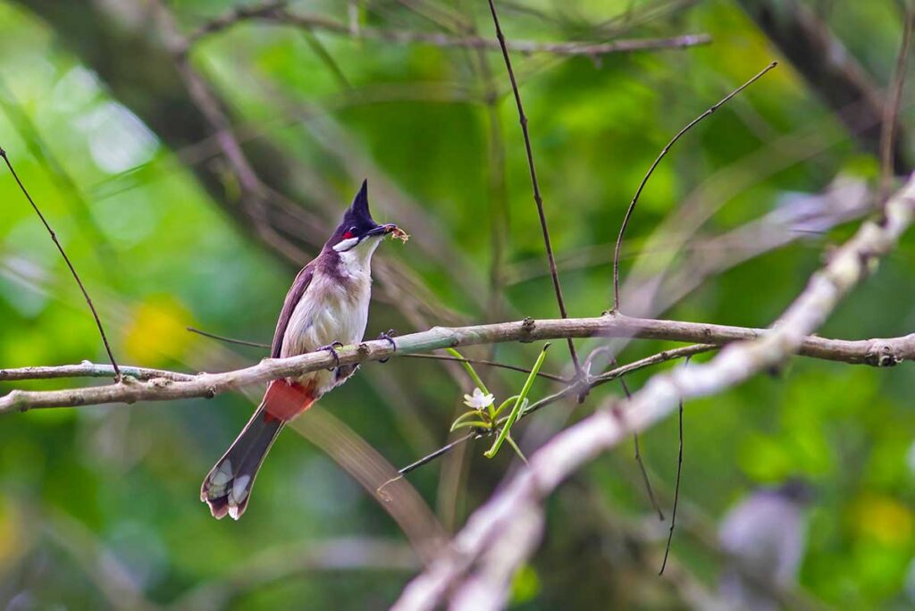 ein Vogel, der in einem Baum im Cuc Phuong Nationalpark sitzt