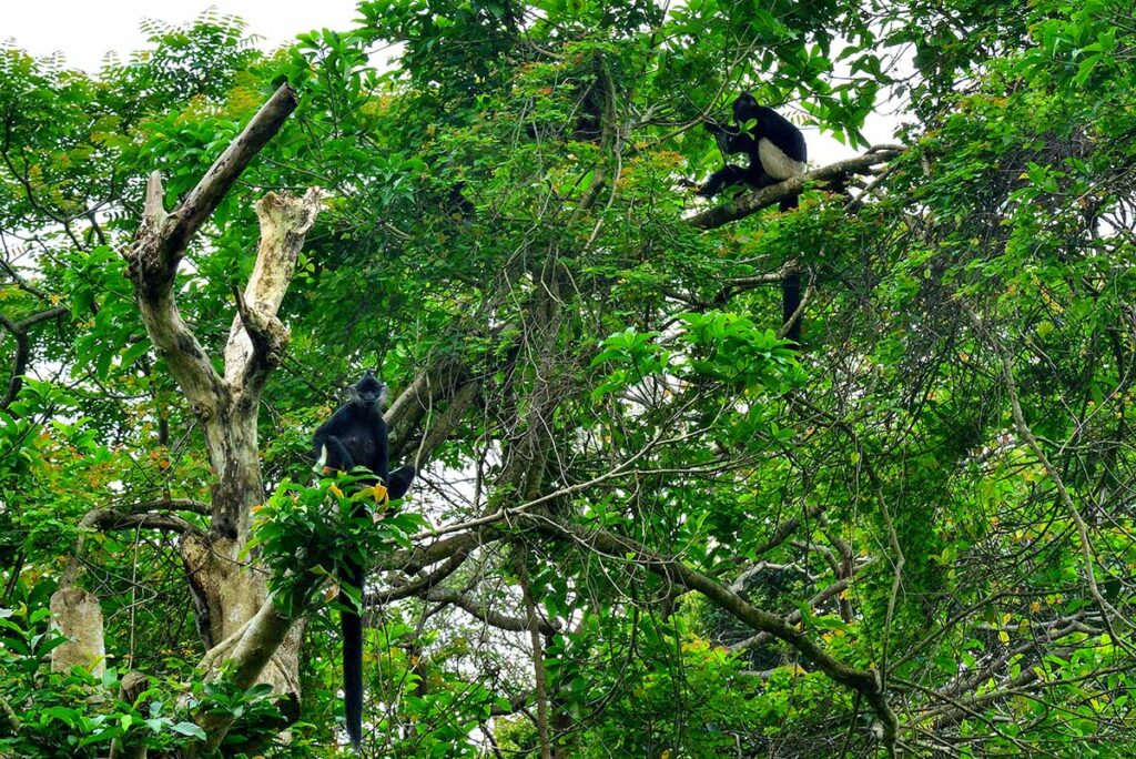 Affen in einem Baum im Cuc Phuong Nationalpark