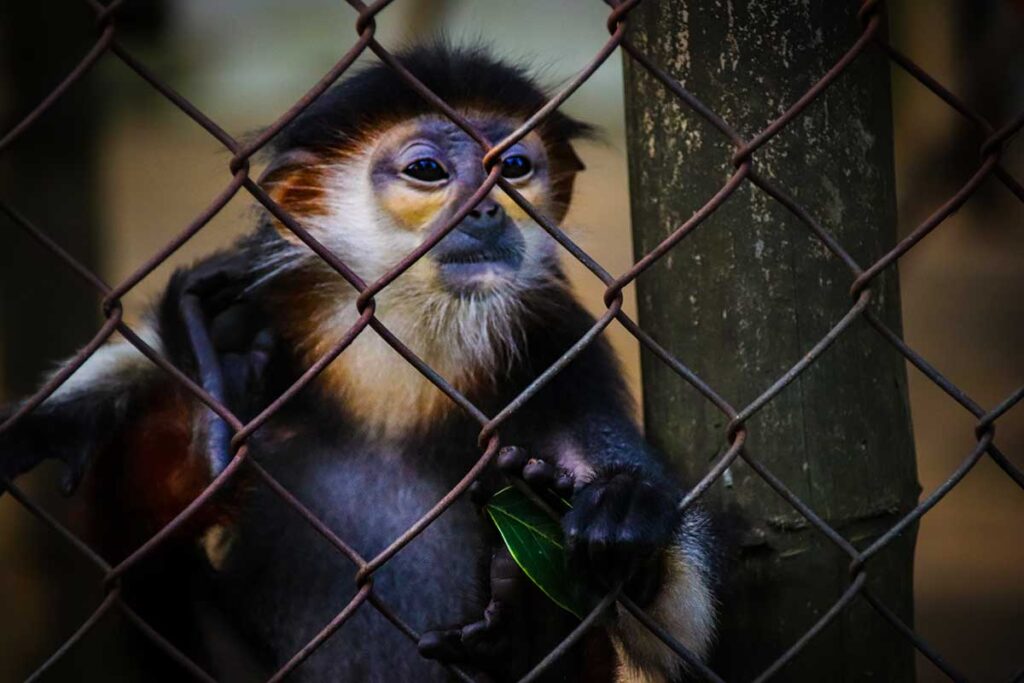 Ein Affe im Endangered Primate Rescue Centre im Cuc Phuong Nationalpark