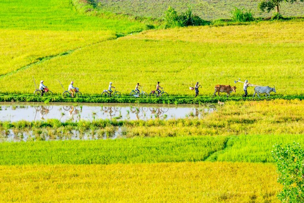 Radfahren im Mekong-Delta Vietnams und durch die Reisfelder und Landschaften