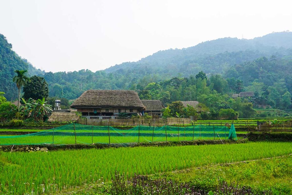 Die Reisfelder und das ethnische Tai-Dorf Thon Tha in der Nähe der Stadt Ha Giang