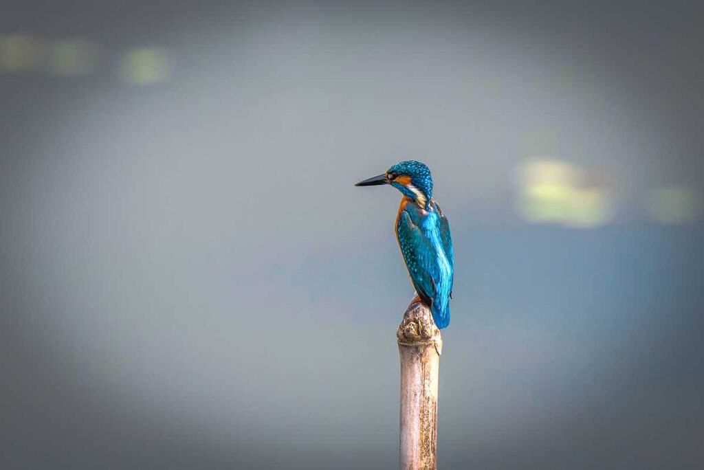 Eisvogel auf einem Felsen im Van Long Naturschutzgebiet