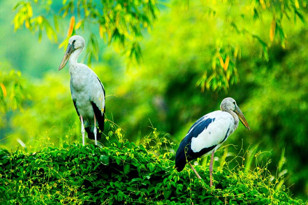 Störche im Vogelschutzgebiet Thung Nham in Ninh Binh