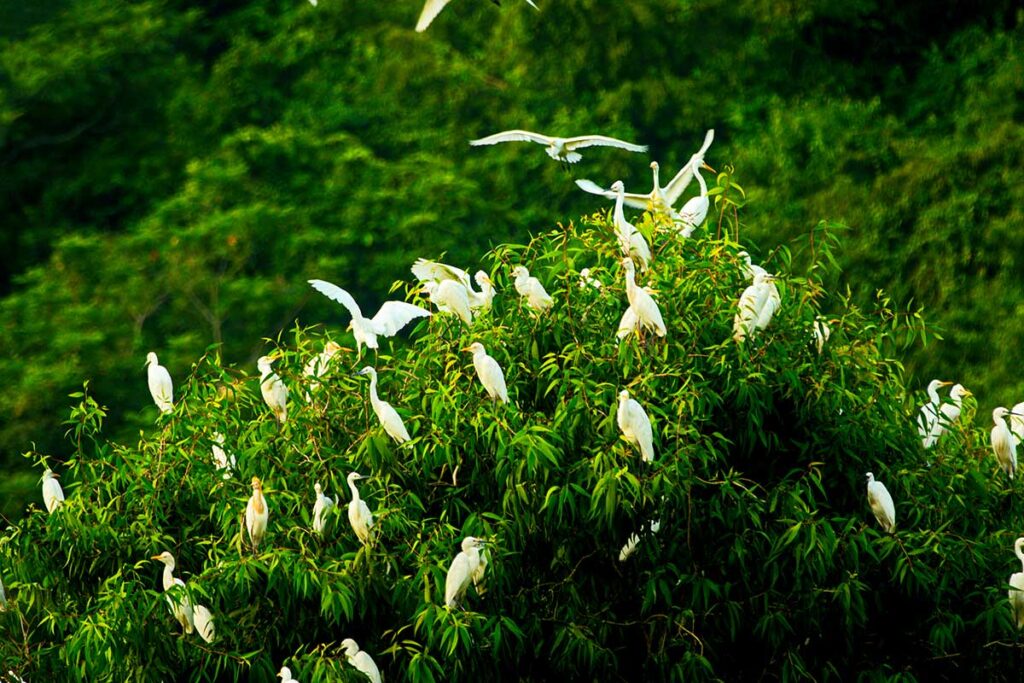 Viele Vögel sitzen zu dritt im Thung Nham Bird Park in Ninh Binh