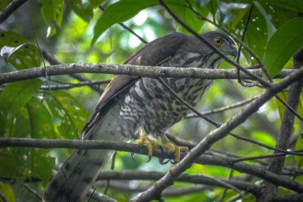 Greifvogel im Botanischen Garten Phong Nha