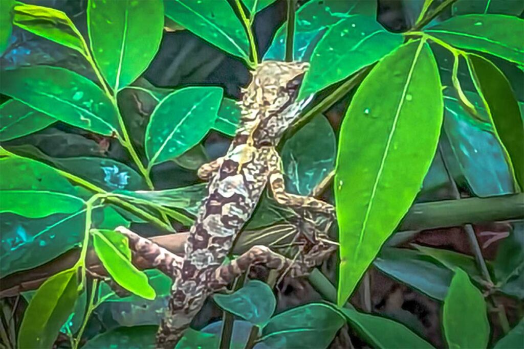 Eidechse im Botanischen Garten