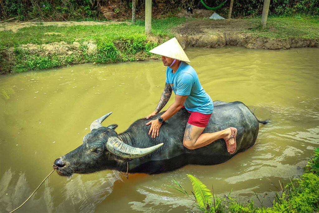 Tourist reitet auf einem Büffel beim Duck Stop in Phong Nha