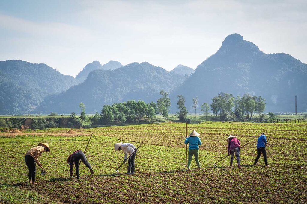 Lokale Bauern arbeiten auf einem Reisfeld in der Landschaft der Provinz Quang Binh in Vietnam