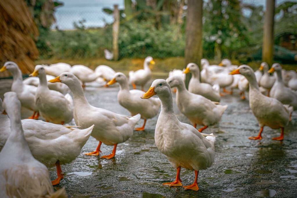 Viele Enten im The Duck Stop in Phong Nha