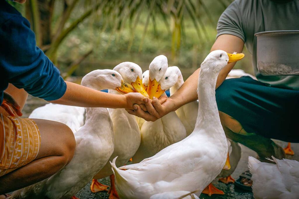 Touristen spielen mit Enten am Duck Stop in Phong Nha