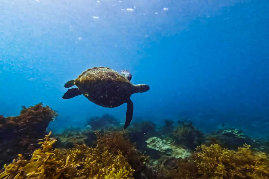 Beim Schnorcheln in Son Tra - Da Nang eine Schildkröte sehen