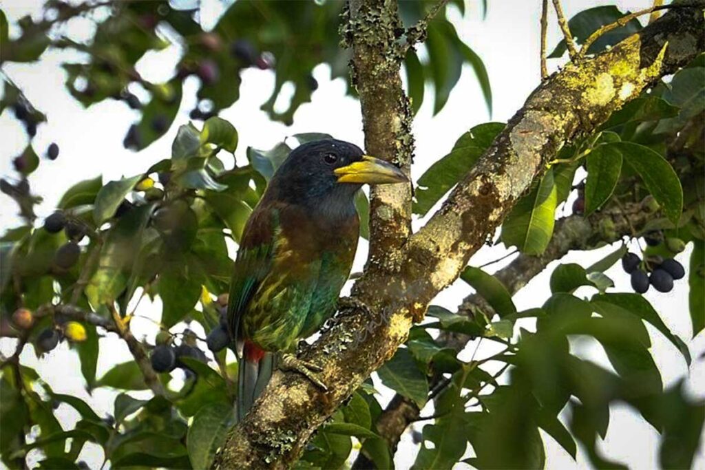 Vogelbeobachtung im Ba Vi Nationalpark (in der Nähe von Hanoi, Vietnam)