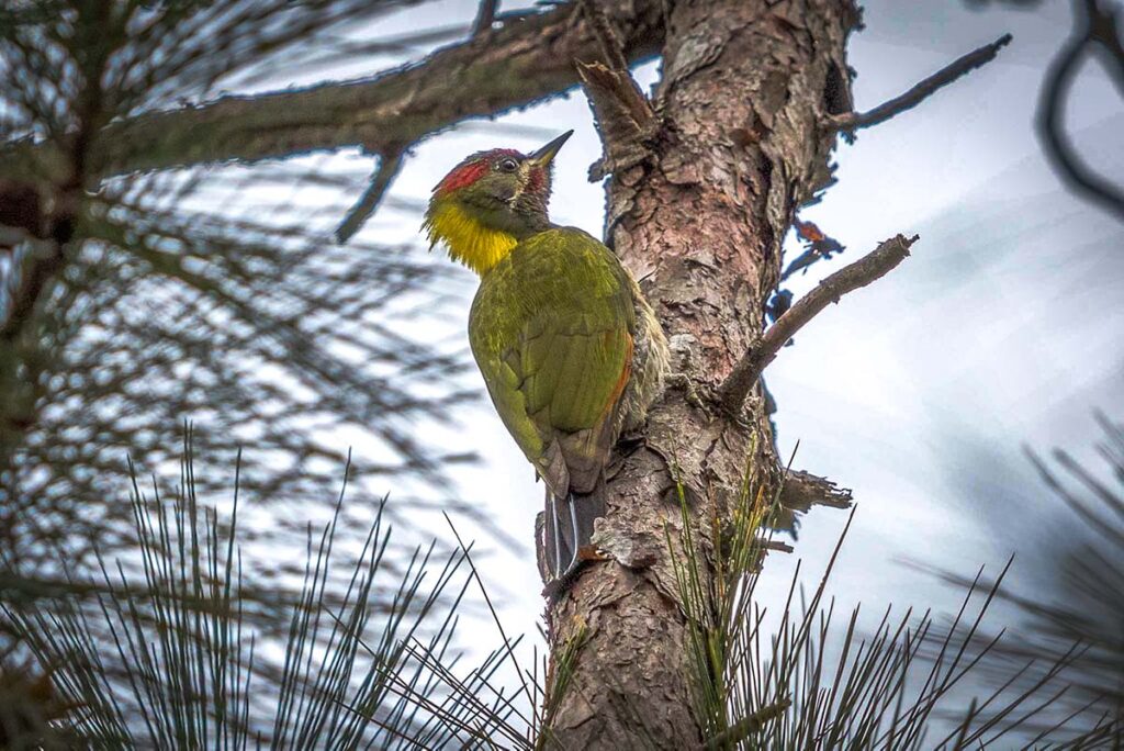 Vogelbeobachtung im Bidoup-Nationalpark (Dalat, Vietnam)