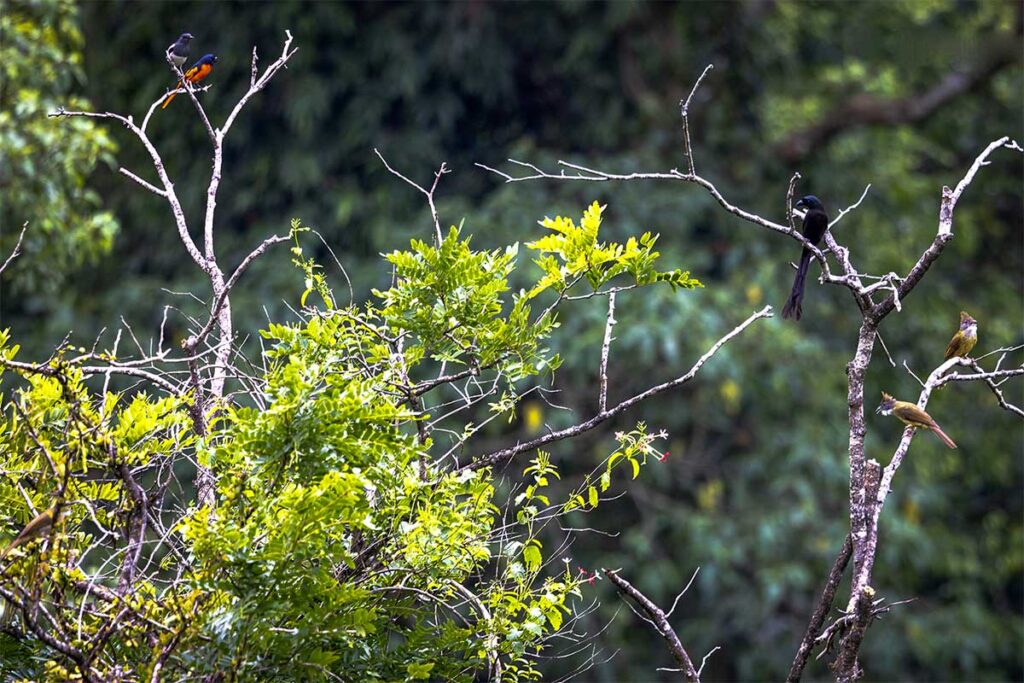 Vogelbeobachtung im Phong Nha Nationalpark (Provinz Dak Lak, Vietnam)