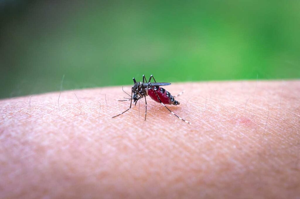 Aedes-Mücke saugt Blut an einem Unterarm vor grünem Hintergrund — erkennbar an den weißen Streifen, die Mücke überträgt Dengue in Vietnam