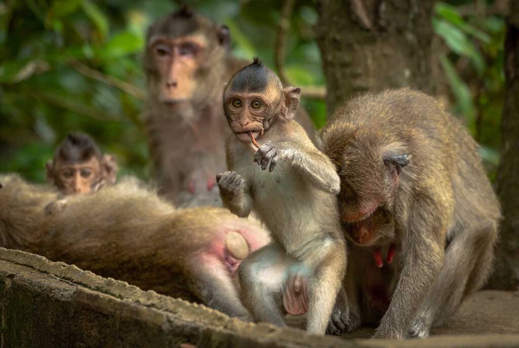Gruppe Langschwanzmakaken im Can-Gio-Mangrovenwald bei Ho-Chi-Minh-Stadt — ein Ort, an dem man wilde Affen in Vietnam leicht beobachten kann