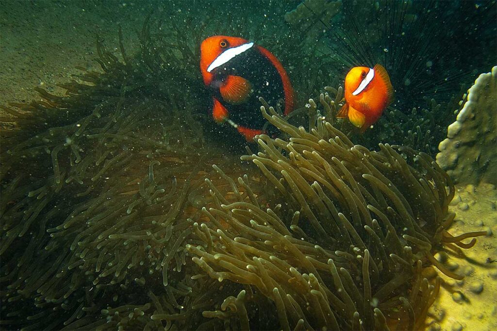 Zwei orange-schwarze Clownfische schwimmen über einer großen Anemone am Riff bei Hon Mun — Clownfische gehören zur festen Unterwasserwelt beim Tauchen bei Nha Trang