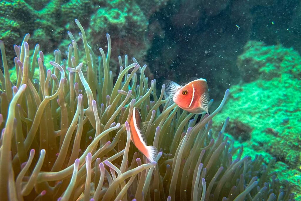 Rosafarbener Anemonenfisch schwimmt zwischen den Tentakeln einer Seeanemone am Riff bei Phu Quoc — Anemonenfische werden an fast jeder Tauchstelle rund um die Insel gesichtet