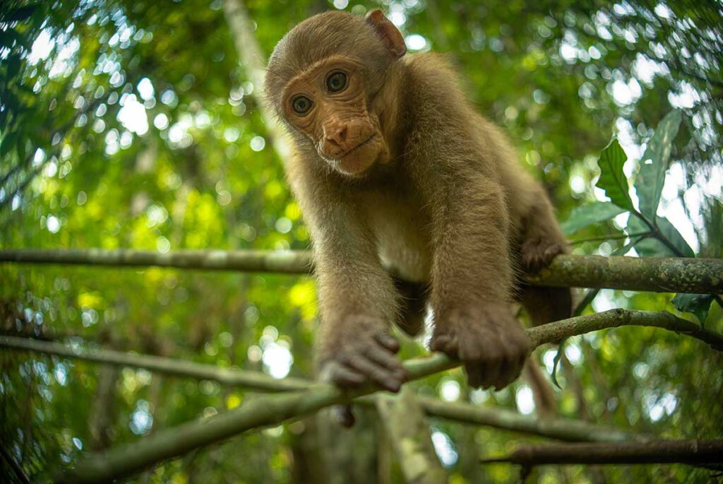 Junger Assam-Makak schaut neugierig direkt in die Kamera aus den Ästen eines tropischen Waldes in Vietnam