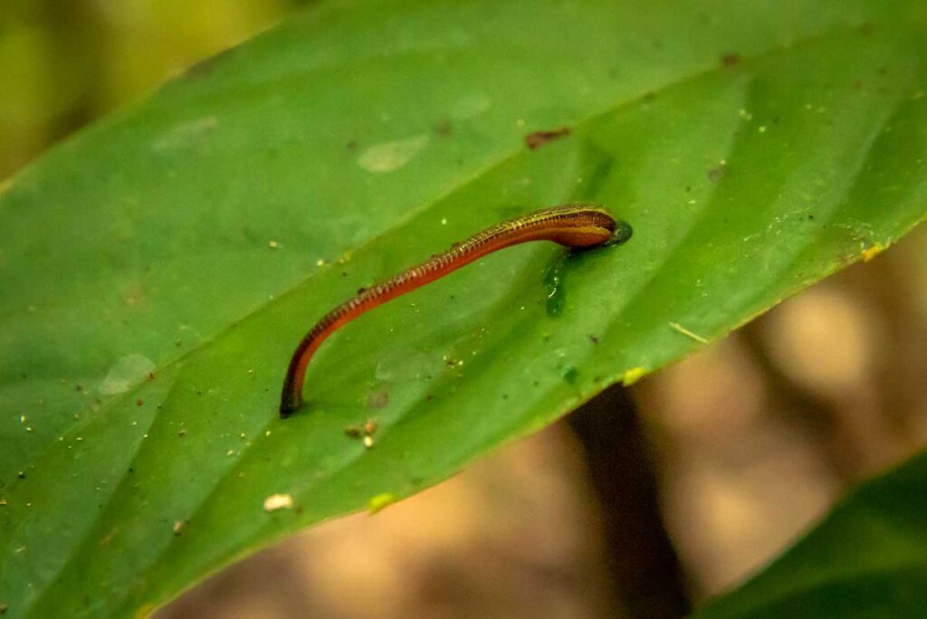 Kleiner Blutegel auf einem grünen Blatt im Regenwald, ein ungebetener Begleiter beim Trekking in Vietnam