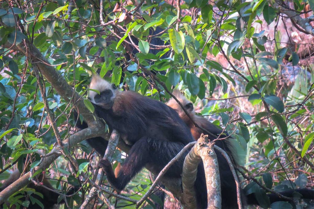 Cat-Ba-Langur mit schwarzem Fell und weißem Kopf ruht in den Ästen des Regenwaldes auf Cat Ba — eine der am stärksten bedrohten Affenarten der Welt in Vietnam