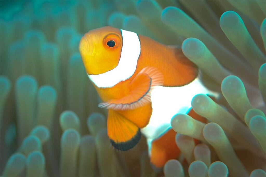 Clownfisch zwischen den Tentakeln einer Anemone am Riff der Cham-Inseln — beim Tauchen bei Hoi An begegnet man Clownfischen regelmäßig in ihrem natürlichen Lebensraum