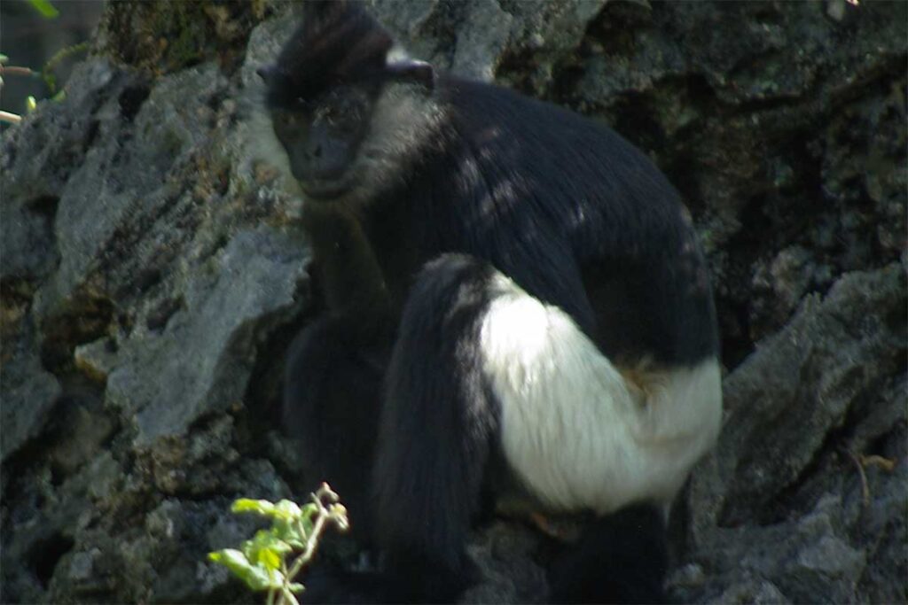 Delacour-Langur mit schwarz-weißer Zeichnung auf den Felsen bei Ninh Binh — eine vom Aussterben bedrohte Affenart, deren letzte Populationen in Vietnam überleben
