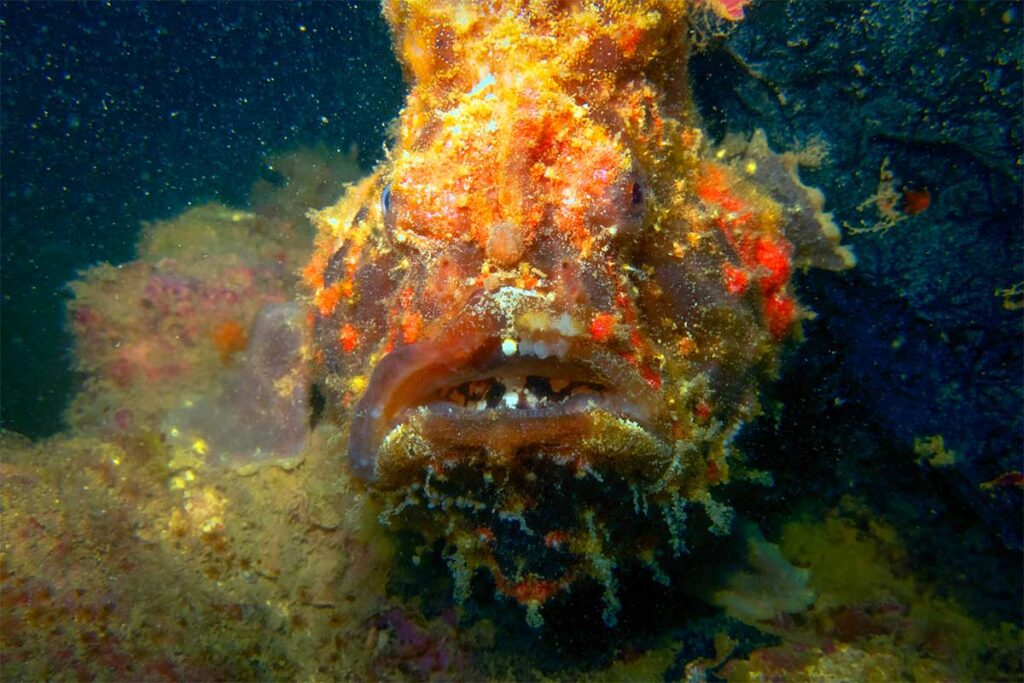 Nahaufnahme eines gut getarnten Skorpionfisches, der zwischen Korallen und Felsen auf dem Meeresgrund bei Nha Trang wartet — der giftige Skorpionfisch ist fast unsichtbar und ein Klassiker für Unterwasserfotografen beim Tauchen bei Nha Trang
