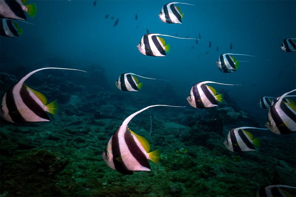 Schwarm schwarz-weißer Fahnenbarsche schwimmt über das Korallenriff bei den Cham-Inseln — Schwärme bunter Fische sind ein vertrauter Anblick beim Tauchen bei Hoi An