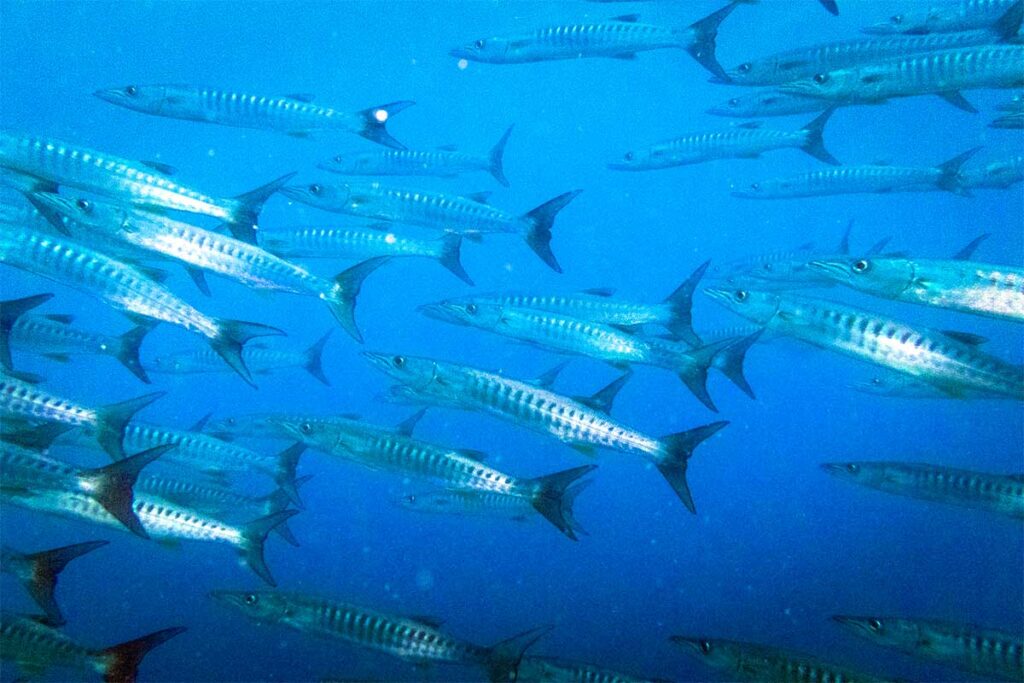 Große Schule silberfarbener Barrakudas schwimmt in Formation durch das blaue Wasser bei Nha Trang — Barrakudaschwärme werden regelmäßig an den tieferen Tauchplätzen rund um die Inseln vor Nha Trang gesichtet