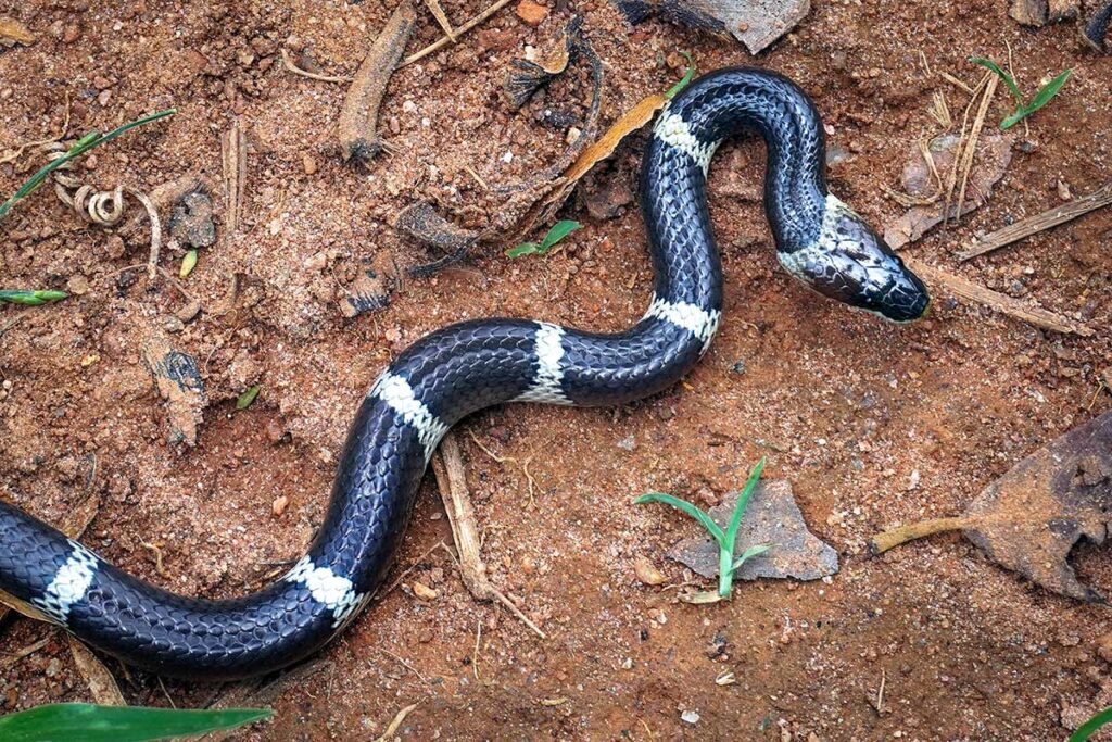 Gestreifte Krait mit schwarz-weißen Bändern kriecht über rote Erde, eine der gefährlichsten Giftschlangen die Reisende in Vietnam begegnen können