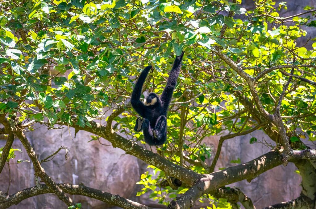 Schwarzer Gibbon hängt mit ausgestreckten langen Armen in einem sonnigen Wald — Gibbons gehören zu den am stärksten bedrohten Affen Vietnams