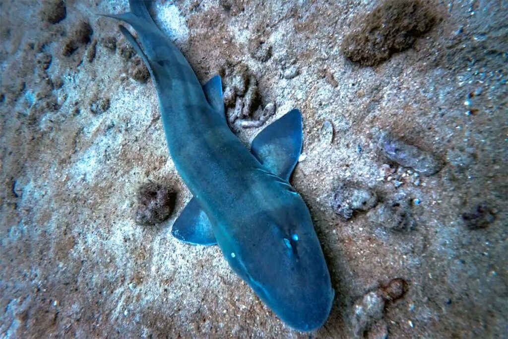 Kleiner Bambushai ruht auf dem Sandboden beim Tauchen bei Nha Trang — Bambus- und Katzenhaie werden regelmäßig an den Riffen rund um Hon Mun gesichtet und sind für Taucher völlig ungefährlich