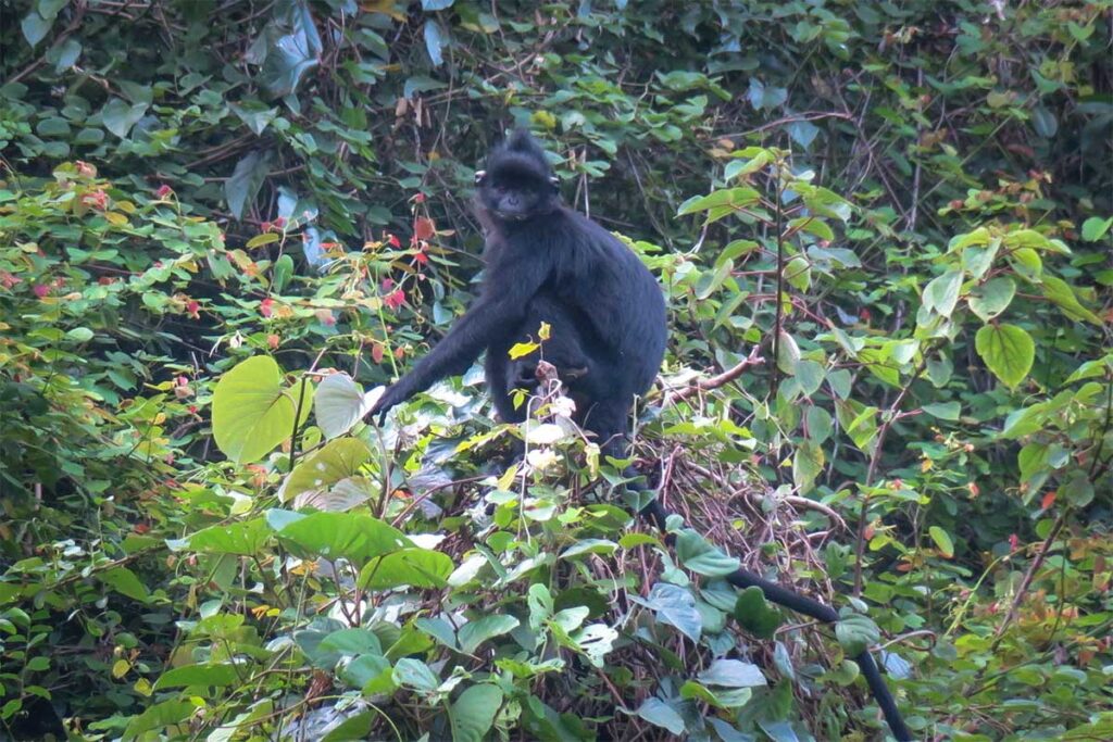 Ha-Tinh-Langur mit tiefschwarzem Fell bewegt sich durch grünes Buschwerk — eine seltene und stark bedrohte Affenart in den Wäldern Vietnams