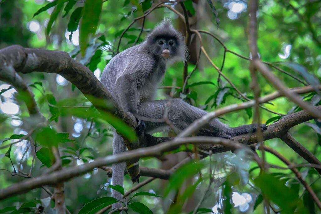 Indochinesischer Grauer Langur mit Haarkamm sitzt auf einem Ast im grünen Dschungel und schaut direkt in die Kamera — einer der anmutigsten Affen Vietnams