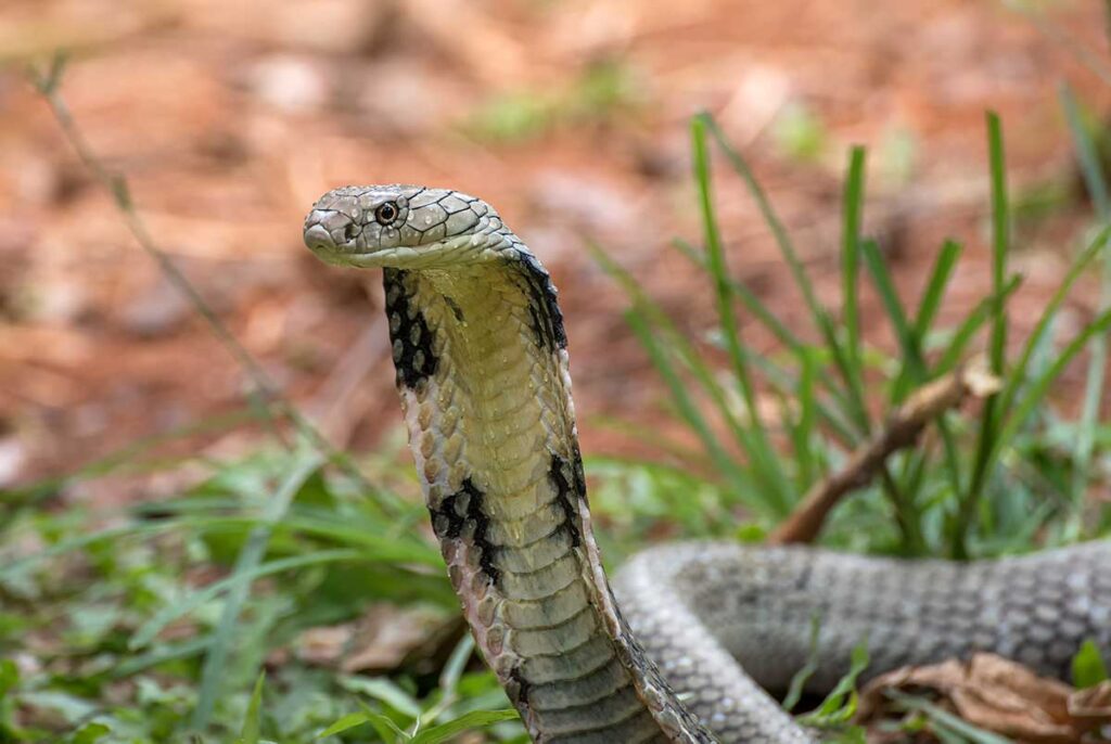 Königskobra in Angriffsstellung mit erhobenem Kopf in der Natur, die größte Giftschlange der Welt und ein gefährliches Tier in Vietnam
