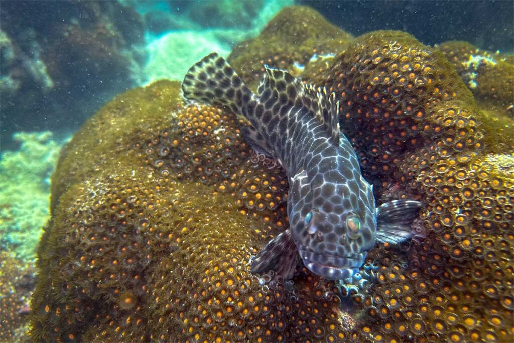 Gefleckter Zackenbarsch ruht zwischen Korallen am Riff bei Phu Quoc — Zackenbarsche gehören zu den größeren Fischen, denen Taucher beim Tauchen bei Phu Quoc regelmäßig begegnen