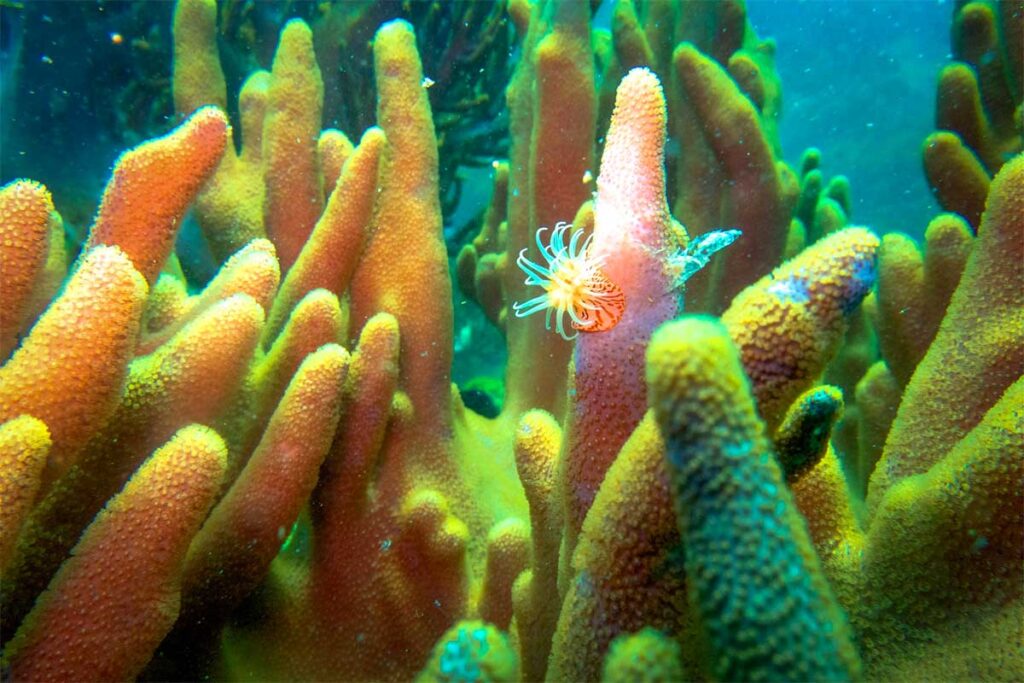 Orangefarbene Fingerkorallen mit einer kleinen Seeanemone dazwischen am Riff bei Hon Mun — das Korallenriff bei Hon Mun gilt als eines der am besten erhaltenen Korallengebiete Vietnams und ist der Hauptgrund zum Tauchen bei Nha Trang