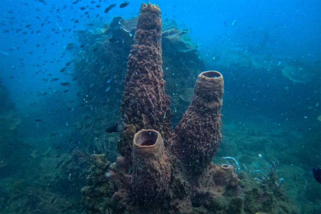 Große Röhrenschwämme mit zwei offenen Öffnungen an einem Riff bei Phu Quoc mit einem Schwarm kleiner Rifffische im Hintergrund — Röhrenschwämme sind ein charakteristischer Teil des Unterwasserlebens bei Phu Quoc