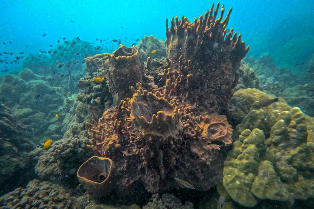Massive Vasenkorallen und Korallenformationen am Riff bei Phu Quoc mit gelben Rifffischen dazwischen — die abwechslungsreichen Schwamm- und Korallenstrukturen machen die Tauchstellen bei Phu Quoc interessant für taucherische Unterwasserfotografen