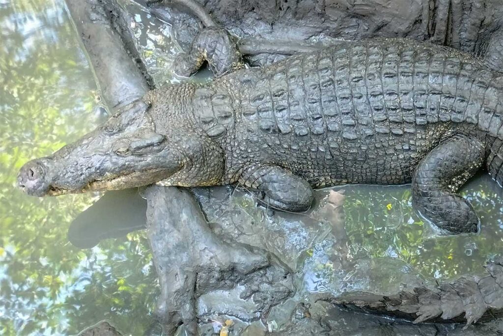 Krokodil, das auf einer Baumwurzel über dem Wasser im Can Gio Reservat ruht, aus nächster Nähe von einem Boot aus fotografiert — das Reservat beherbergt eine Population Salzwasserkrokodile, die bei einer Bootsfahrt durch das Gebiet zu sehen sind