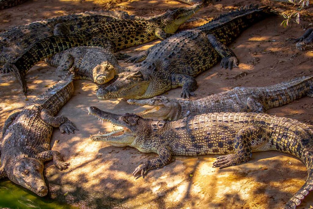 Mehrere Krokodile liegen am Ufer einer Krokodillfarm in Vietnam mit geöffneten Mäulern sichtbar