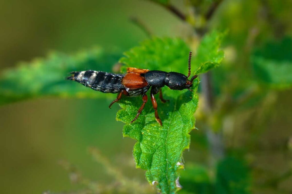 Kurzflügelkäfer auf einem grünen Blatt mit gespreizten Flügeln, ein Insekt dessen giftiger Körpersaft bei Hautkontakt Reizungen und Verbrennungen verursacht in Vietnam