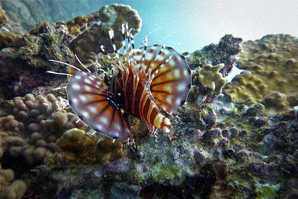 Rotfeuerfisch mit ausgebreiteten braunen und weißen Flossen am Korallenriff bei Hon Mun, Nha Trang — der farbenfrohe, aber giftige Rotfeuerfisch gehört zu den meistfotografierten Fischen beim Tauchen bei Nha Trang