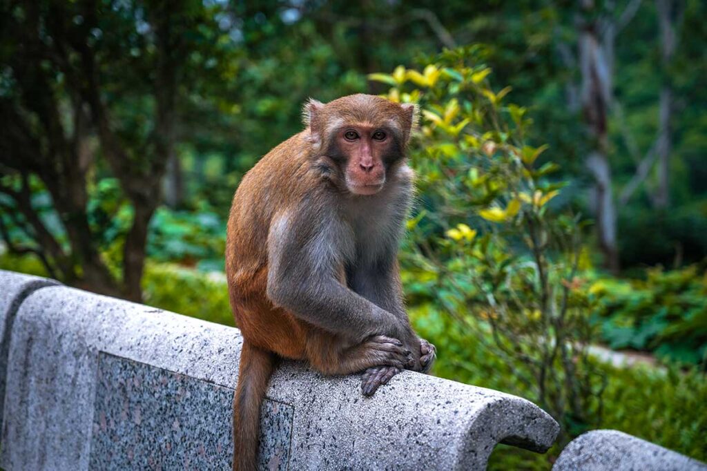 Wilder Makak sitzt auf einer Steinmauer und schaut direkt in die Kamera, ein Tier das Reisende in Vietnam besser auf Abstand halten sollten wegen des Bisswundrisikos