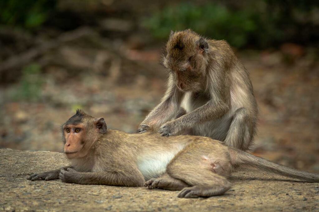 Zwei Langschwanzmakaken auf Monkey Island im Can Gio Reservat, wobei eines der Tiere das andere pflegt — die Makakenkolonie auf der Insel lebt frei im Mangrovenwald und ist einer der wenigen Orte in Vietnam, wo man Affen in freier Wildbahn beobachten kann