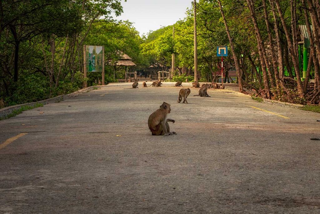 Eine Gruppe Langschwanzmakaken auf der leeren Straße von Monkey Island im Can Gio Reservat in der Dämmerung, mit Informationstafeln und Mangrovenbäumen im Hintergrund — die Makaken bewegen sich frei auf der Insel und sind an die Anwesenheit von Besuchern gewöhnt