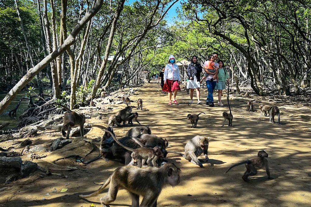 Dutzende Langschwanzmakaken auf einem Sandweg auf Monkey Island im Can Gio Reservat, mit einer Besucherfamilie, die vorsichtig zwischen den Tieren hindurchläuft — die Makaken auf der Insel leben in großen Gruppen und sind tagsüber frei zugänglich für Besucher
